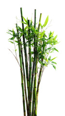 Lush Green Bamboo Stalks with Vibrant Leaves Against a White Background for Natural and Organic Imagery