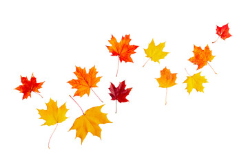 Flying autumn maple leaves isolated on a white background.
