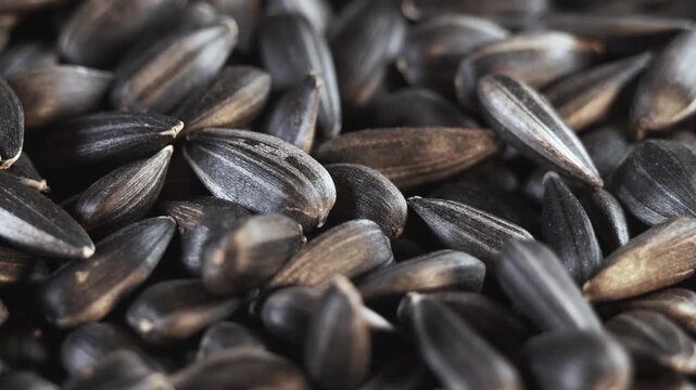 Pouring sunflower seeds. Close-up of sunflower seed fall. Dried Sunflower Seeds Falling in Slow Motion Close Up. Background from Natural Products
