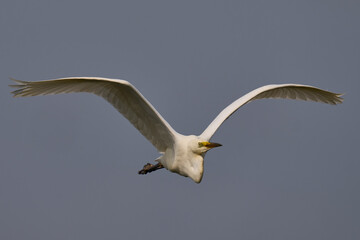 Great White Egret (Ardea alba) flying over reedbeds of the Somerset Levels in Somerset, United Kingdom.