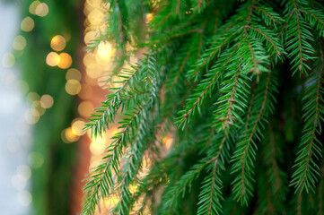 Green pine needles glow with golden bokeh creating festive natural atmosphere