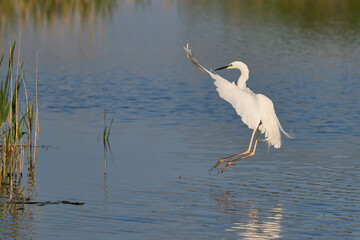 Great White Egret (Ardea alba) landing in the marshland of the Somerset Levels, United Kingdom.