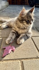 cat playing in grass at an outdoor garden or park with pink collar and leaves.
