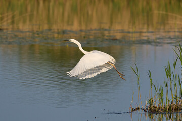 Great White Egret (Ardea alba) flying over reedbeds of the Somerset Levels in Somerset, United Kingdom.