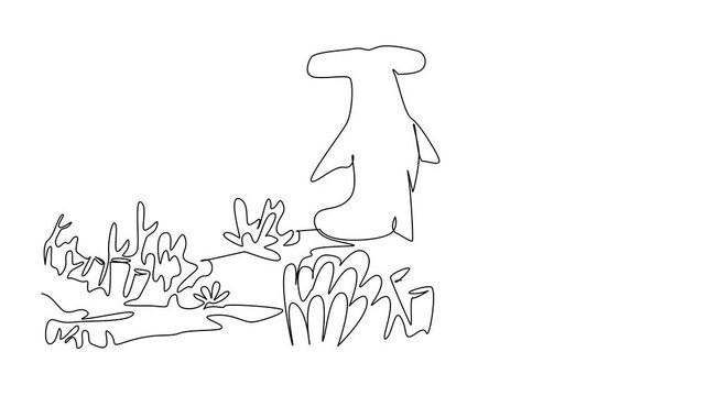 Animated self drawing of single continuous line drawing rear view, hammerhead shark sits on coral reef. Environmental degradation. National Endangered Species Day. Full length single line animation