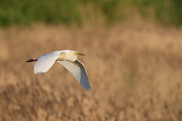Great White Egret (Ardea alba) flying over reedbeds of the Somerset Levels in Somerset, United Kingdom.
