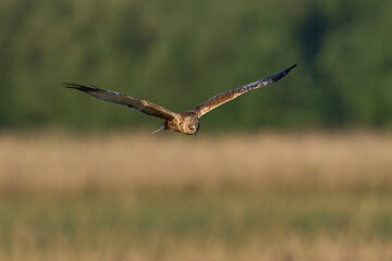 Marsh Harrier (Circus aeruginosus) hunting over a reedbed in the Somerset Levels in the United Kingdom