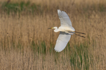 Great White Egret (Ardea alba) flying over reedbeds of the Somerset Levels in Somerset, United Kingdom.