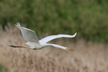 Great White Egret (Ardea alba) flying over reedbeds of the Somerset Levels in Somerset, United Kingdom.