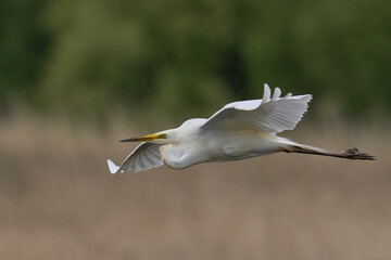 Great White Egret (Ardea alba) flying over reedbeds of the Somerset Levels in Somerset, United Kingdom.
