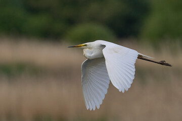 Great White Egret (Ardea alba) flying over reedbeds of the Somerset Levels in Somerset, United Kingdom.