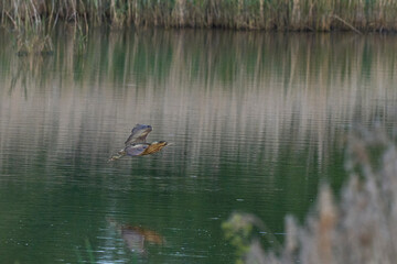Bittern (Botaurus Stellaris) flying over the reedbeds of the Somerset Levels in Somerset, United Kingdom.