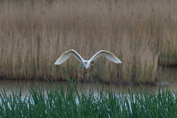 Great White Egret (Ardea alba) flying over reedbeds of the Somerset Levels in Somerset, United Kingdom.