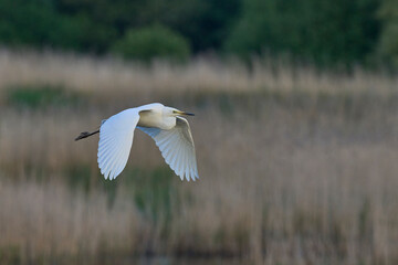 Great White Egret (Ardea alba) flying over reedbeds of the Somerset Levels in Somerset, United Kingdom.
