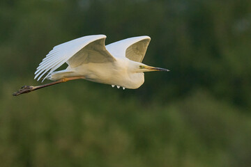 Great White Egret (Ardea alba) flying over reedbeds of the Somerset Levels in Somerset, United Kingdom.