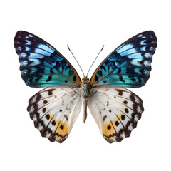 Fototapeta premium Close-up View of Vibrant Butterfly with Blue and White Wings Showing Intricate Patterns and Textures Against a Clean Background
