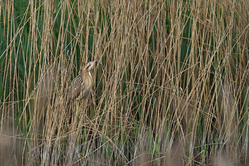 Bittern (Botaurus Stellaris) in a reedbed on the Somerset Levels in Somerset, United Kingdom.                               