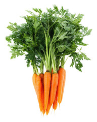Fresh organic carrots with vibrant green tops, ideal for cooking, nutrition, health, and gardening presentations or projects