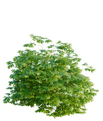 Artabotrys odoratissimus tree, font view, elevation, cutout, isolate, transparent background, Lush tree with vibrant green leaves, perfect for nature scene compositions