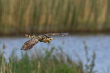 Fototapeta premium Bittern (Botaurus Stellaris) flying over the reedbeds of the Somerset Levels in Somerset, United Kingdom.