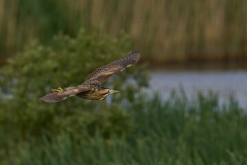 Bittern (Botaurus Stellaris) flying over the reedbeds of the Somerset Levels in Somerset, United Kingdom.