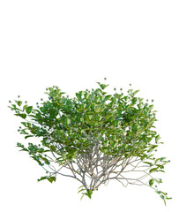 Cephalanthus occidentalis tree, font view, elevation, cutout, isolate, transparent background, Lush buttonbush shrub with vibrant green leaves and unique flower buds