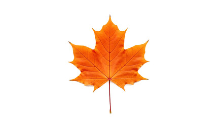 Vibrant Autumn Maple Leaf on Transparent Background Whisk_55ea72a13e9b4f6bcba4f6bcba4f67fac3e56bcdr_transparent
