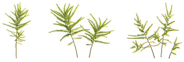 Climacium japonicum tree, font view, elevation, cutout, isolate, transparent background, Three delicate sprigs of green coastal redwood ready for design elements