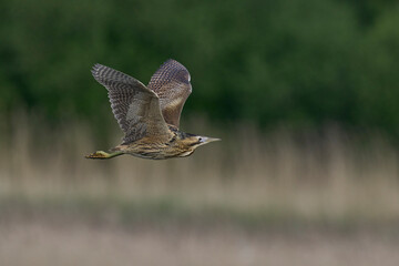 Bittern (Botaurus Stellaris) flying over the reedbeds of the Somerset Levels in Somerset, United Kingdom.