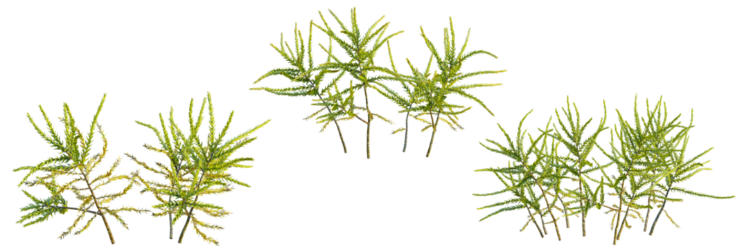 Climacium japonicum tree, font view, elevation, cutout, isolate, transparent background, Asparagus fern foliage set perfect for adding natural detail to designs