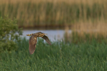 Bittern (Botaurus Stellaris) flying over the reedbeds of the Somerset Levels in Somerset, United Kingdom.