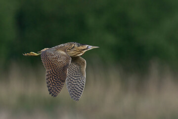 Bittern (Botaurus Stellaris) flying over the reedbeds of the Somerset Levels in Somerset, United Kingdom.