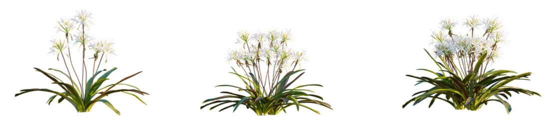 Crinum americanum tree, font view, elevation, cutout, isolate, transparent background, Elegant white flowering plants for landscaping and garden design projects