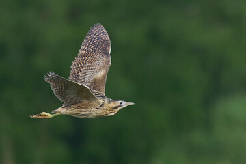 Bittern (Botaurus Stellaris) flying over the reedbeds of the Somerset Levels in Somerset, United Kingdom.