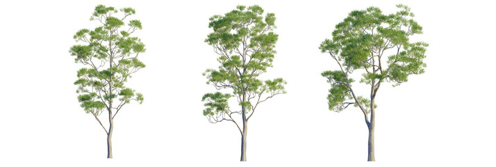 Eucalyptus scoparia tree, font view, elevation, cutout, isolate, transparent background, Elegant eucalyptus trees isolated for landscaping design and visualization