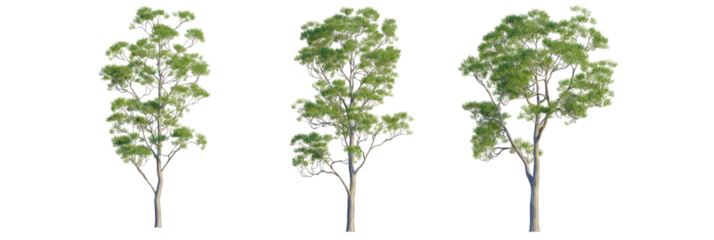 Eucalyptus scoparia tree, font view, elevation, cutout, isolate, transparent background, Elegant eucalyptus trees isolated for landscaping design and visualization