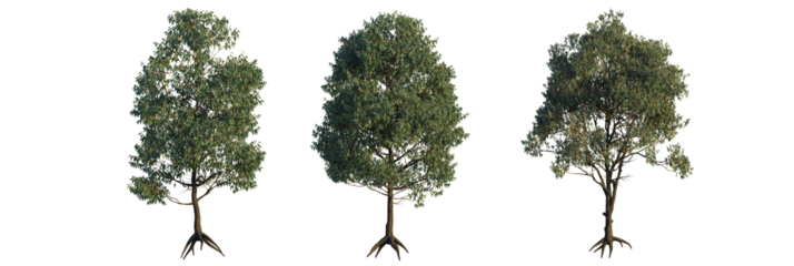 Eucalyptus sideroxylon tree, font view, elevation, cutout, isolate, transparent background, Lush eucalyptus trees stand tall, bringing nature's beauty to your designs