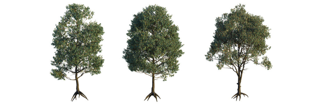 Eucalyptus sideroxylon tree, font view, elevation, cutout, isolate, transparent background, Lush eucalyptus trees stand tall, bringing nature's beauty to your designs