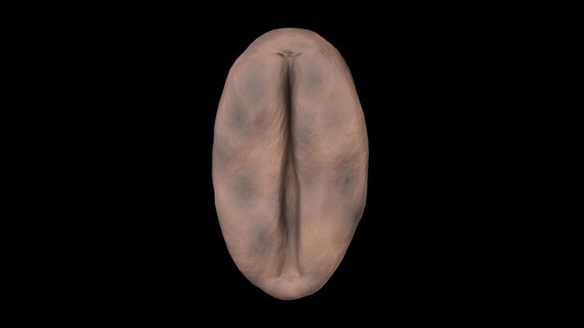 Abstract Organic Shape on Black Background
