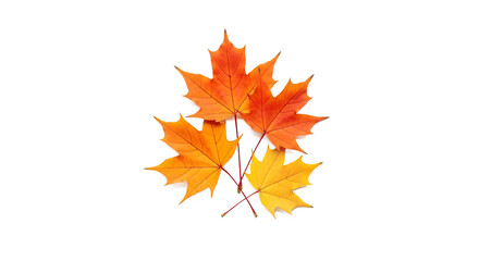 Four Vibrant Autumn Maple Leaves Isolated on Transparent Background
