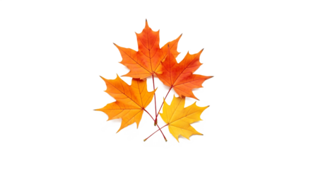 Four Vibrant Autumn Maple Leaves Isolated on Transparent Background
