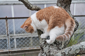 A ginger and white domestic cat climbing a thick tree branch outdoors, displaying hunting instinct...