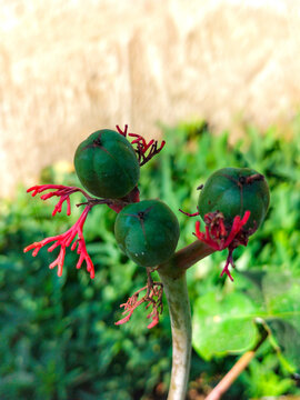 Selective focus. Green seeds of bottle plant shrub. Wild fruit.
