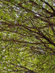 Fondo con ramas de árbol en otoño, con hojas verdes