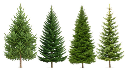 Fototapeta premium christmas tree branches