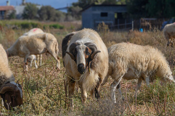 Fototapeta premium Strong Ram Among Sheep on a Cyprus Pasture