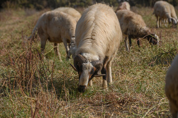 Large Ram Grazing with Sheep on a Cyprus Pasture