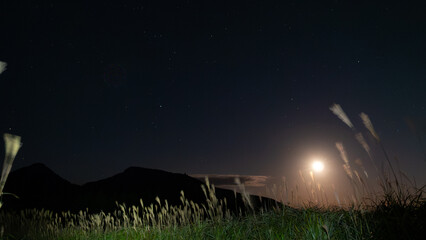 月光に揺れる秋のすすき