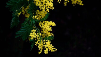 Obraz premium Branch of Blooming Mimosa Flowers on Black Background