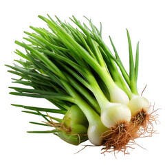 Green onion isolated on transparent background